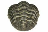 Detailed Morocops Trilobite - Morocco #155870-3